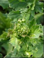 Raps Knospenbildung 15