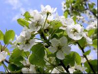Birne Blüte 8