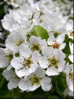 Birne Blüte 6