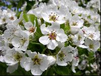 Birne Blüte 4