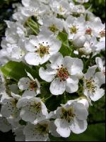Birne Blüte 3