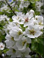 Birne Blüte 13