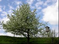 Mostobst Blüte 25
