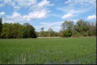 Donauauen 2