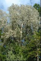 Pappel Blüte 1