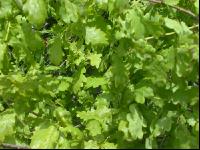 Eiche Blatt 1