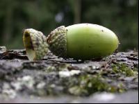 Eiche Frucht 1