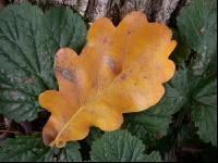 Eiche Blatt 2