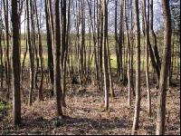 Erlenwald 1