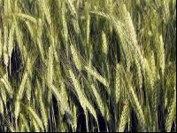 Triticale Blüte 14