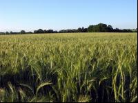 Triticale Blüte 16
