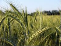 Triticale Blüte 17