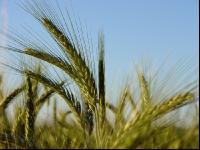 Triticale Blüte 18
