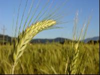 Triticale 10