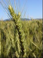 Triticale 1