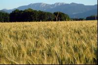 Triticale milchreif 5