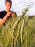 Triticale milchreif 1