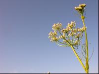 Kümmel Blüte 10