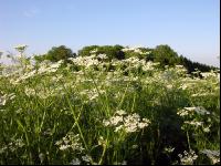 Kümmel Blüte 9
