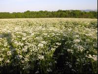 Kümmel Blüte 4