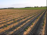 Potato emerge 7