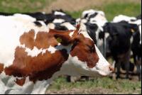 Holstein Weide 44