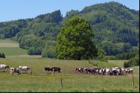 Holstein Weide 45