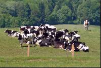 Holstein Weide 46