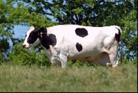 Holstein Weide 47