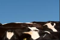 Holstein Weide 51