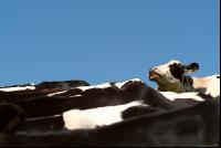 Holstein Weide 52
