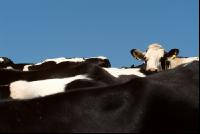 Holstein Weide 53