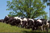 Holstein Weide 54