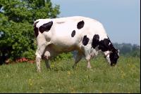 Holstein Weide 55