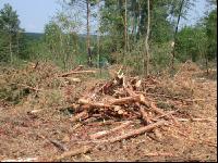 Nach Harvester