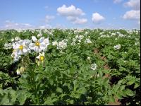 Potato blossom 17