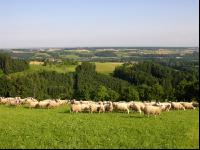 Milchschafe Weide 01
