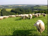 Milchschafe Weide 03