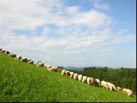 Milchschafe Weide 04