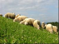 Milchschafe Weide 05