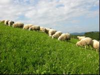 Milchschafe Weide 08