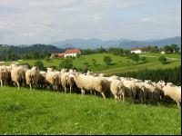 Milchschafe Weide 18