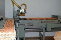 Eier sortieren 5