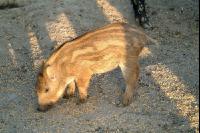Wildschweine 1