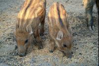 Wildschweine 2