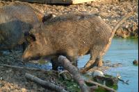 Wildschweine 3