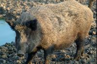 Wildschweine 4