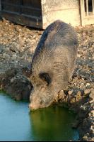 Wildschweine 5