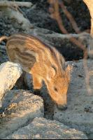 Wildschweine 6