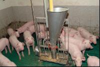 Ferkel säugen 3